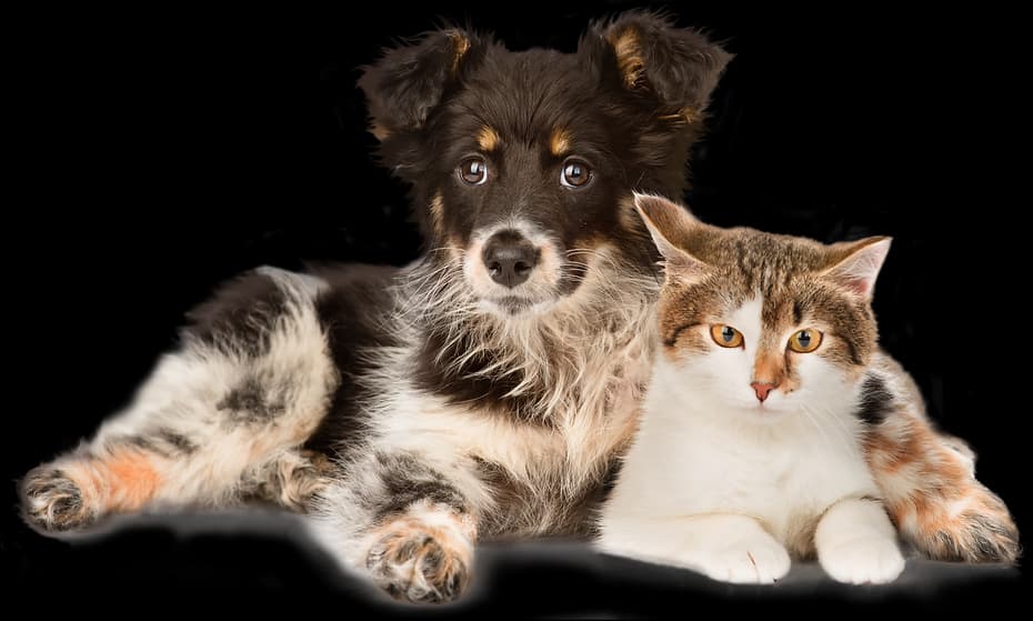 Image d'animaux